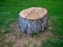 Trusted Chino Valley, AZ Tree Care Experts