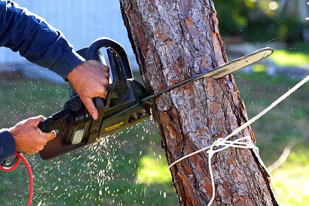 How Our Tree Care Process Works  in  Chino Valley, AZ